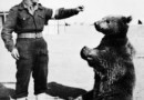 Premiera filmu o żołnierzu-niedźwiedziu Wojtku - wkrótce pokaże go TVP