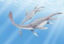 Prehistoryczne morskie zwierzęta w 3D