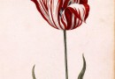 Tulipan – z sułtańskiego dworu do naszych ogrodów