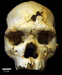 Odnaleziona czaszka <br/>fot. Sala et al <br/>plik na licencji CC BY 4.0