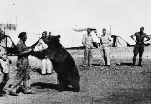 Troops_of_the_Polish_22_Transport_Artillery_Company_watch_as_one_of_their_comrades_play_wrestles_with_Wojtek_their_mascot_bear